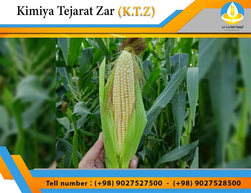 Corn-maize