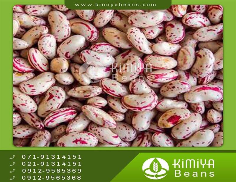 Turkish pinto beans