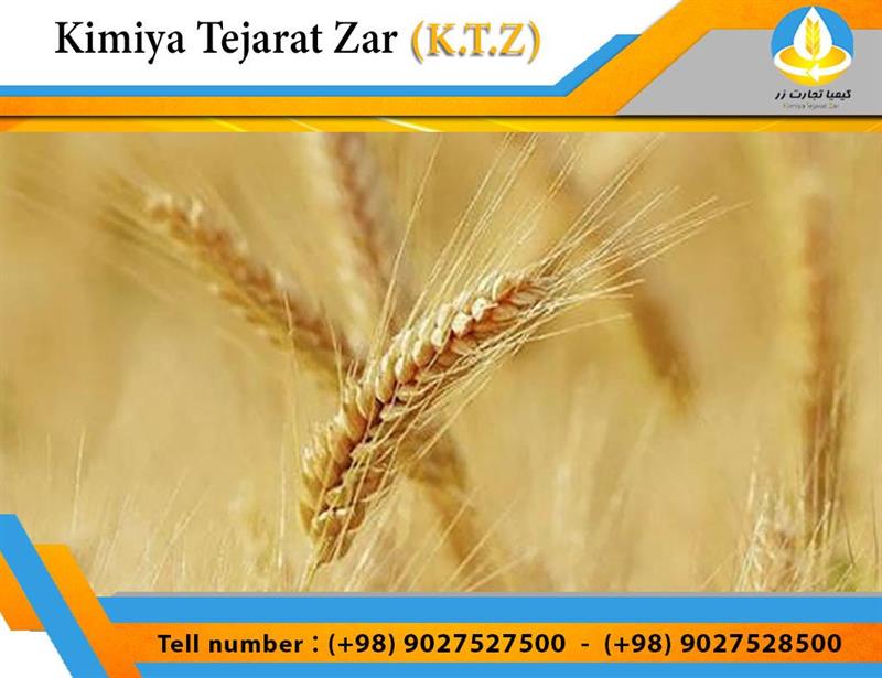 Wheat