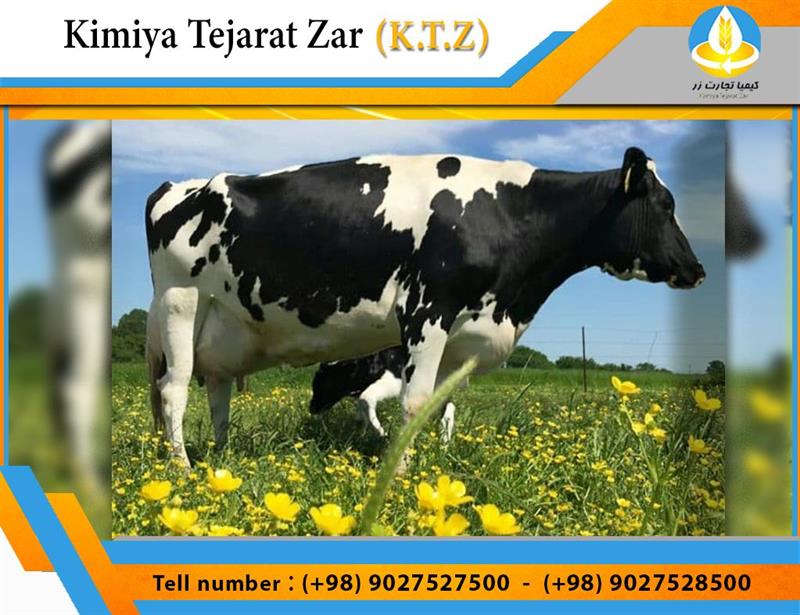 Dairy cattle concentrate