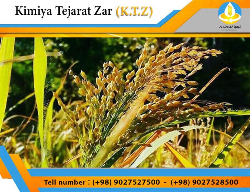 Millet
