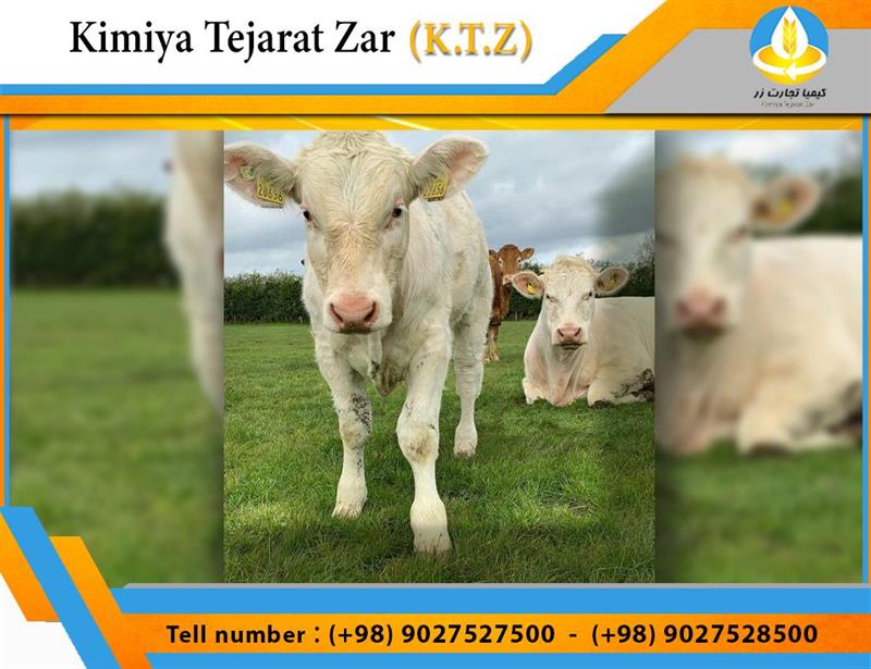 Beef cattle concentrate