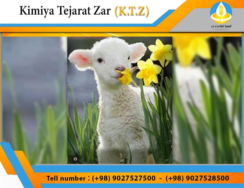 Lamb concentrate