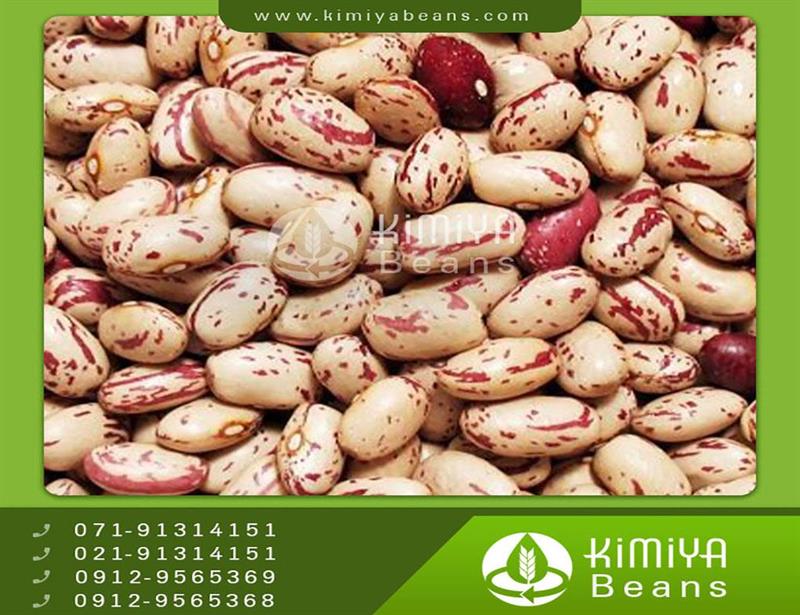 Dastchin pinto beans