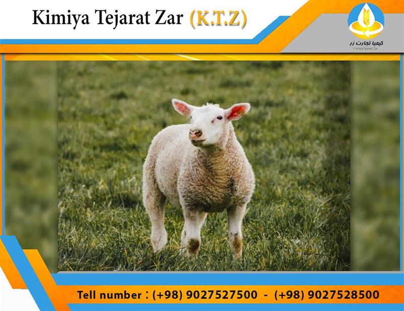 Sheep concentrate