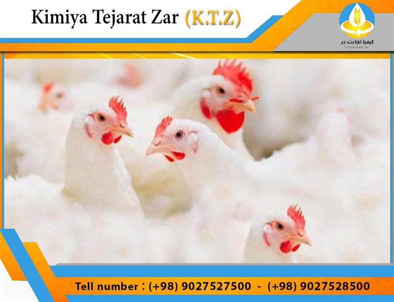 Broiler chickens